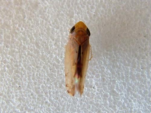 Réf. 241 546 : Synophropsis lauri